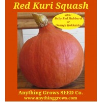 Squash - Winter - Red Kuri - Organic